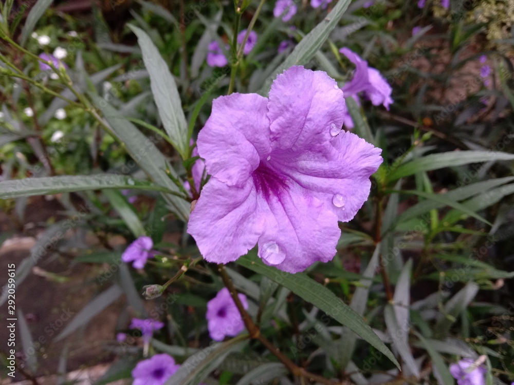 Waterkanon flower is a small herbaceous plant (scientific name: Ruellia tuberosa), a small annual herbaceous plant in the Ehgakoma family. (Acanthaceae) grows well both outdoors and indoors.