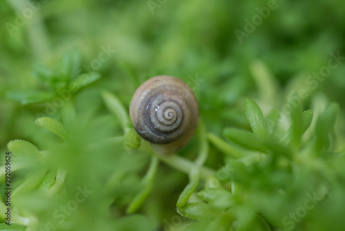 Tiny snail over a leaf