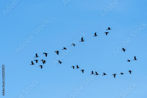 A Flock of Glossy Ibis in Flight