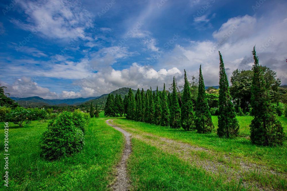 The blurry nature background of pine trees, which grow on the edge of the green fields, surrounded by mountains, clear skies, blurred winds, cool weather during an adventurous journey.