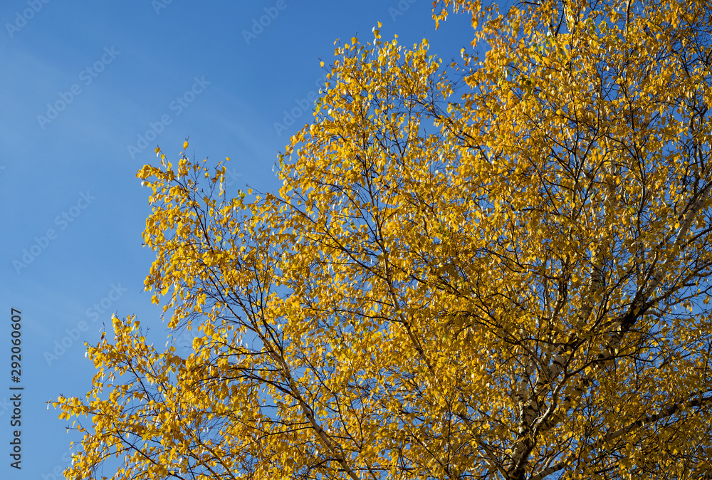 Yellow birch against the blue sky, autumn colorful view