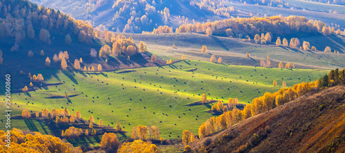 Field and yellow forest  autumn view. Rural landscape  farming.
