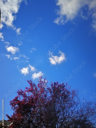 ARIMG4155_Red tree, Clouds, Clear blue Sky