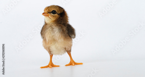little black chicken isolated on white background,Chicks just born.