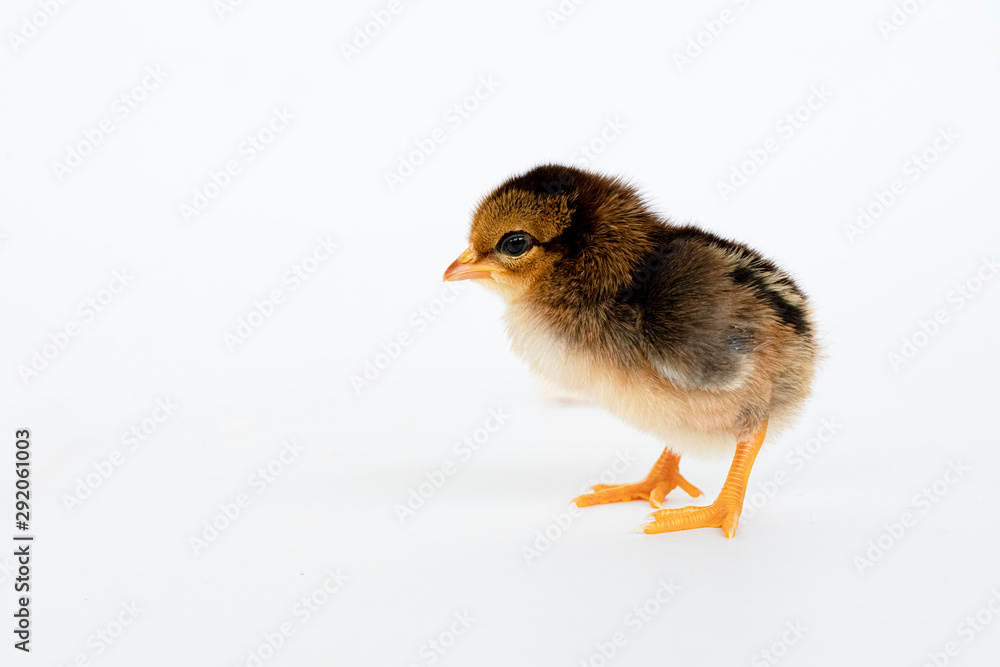 Obraz premium little black chicken isolated on white background,Chicks just born.