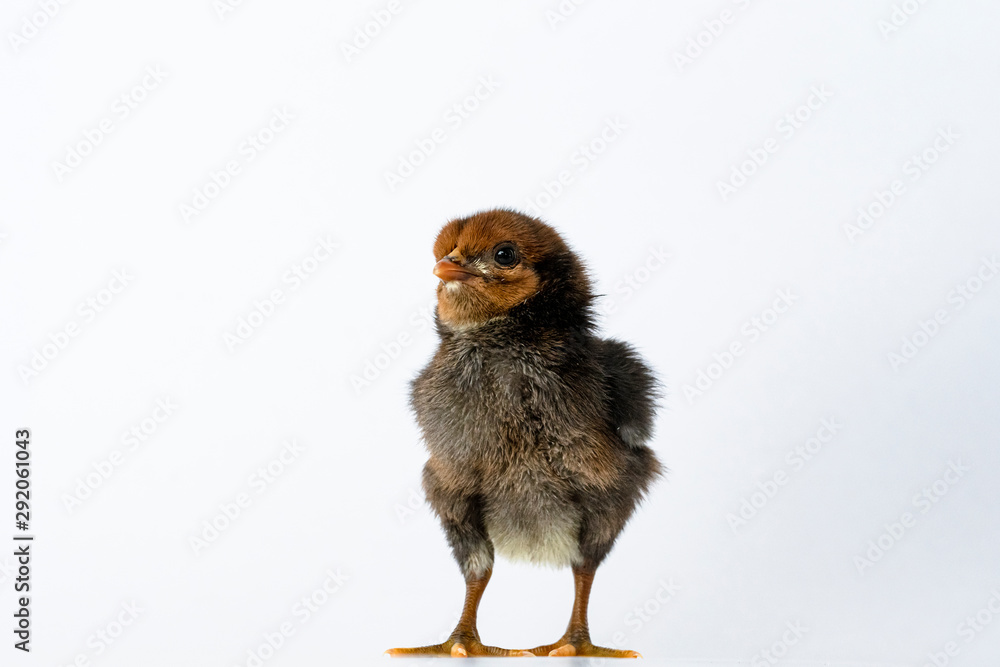 Obraz premium little black chicken isolated on white background,Chicks just born.