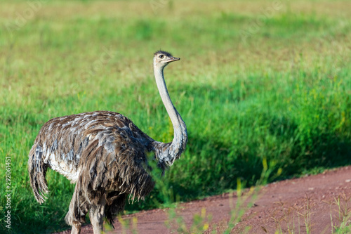 Female ostrich posing