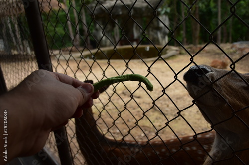 feeding a dear in the zoo farm 