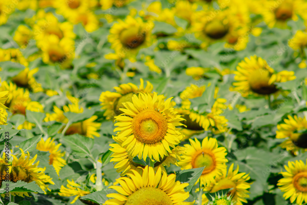 Beautiful sunflower natural background. Sunflower blooming. Close-up of sunflower. Beautiful sunflower natural background. Sunflower blooming. Close-up of sunflower.