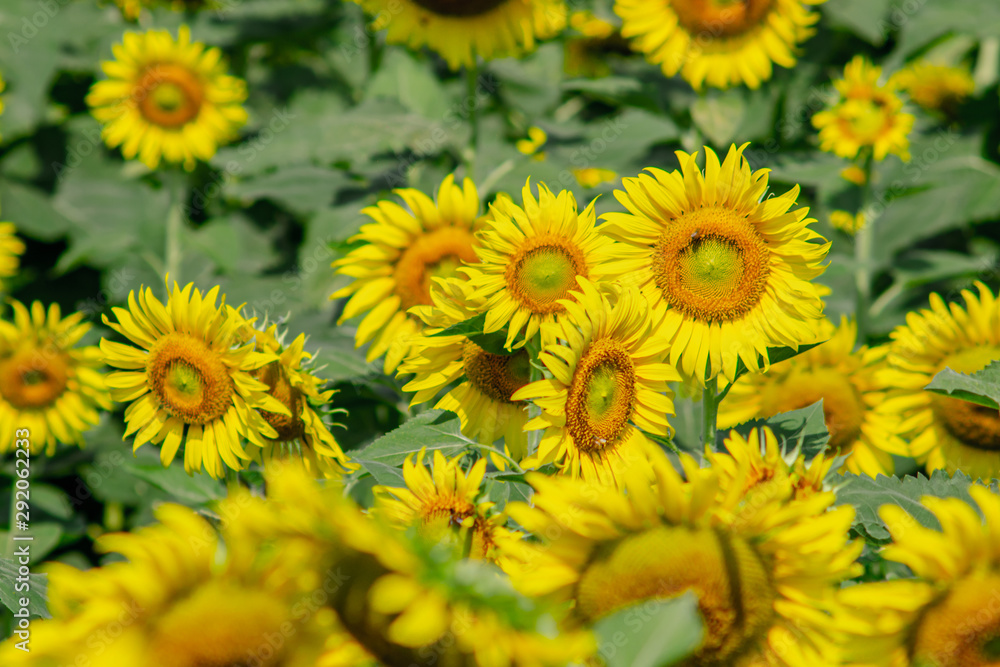 Beautiful sunflower natural background. Sunflower blooming. Close-up of sunflower. Beautiful sunflower natural background. Sunflower blooming. Close-up of sunflower.