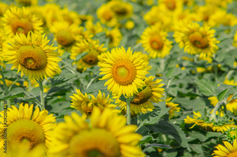 Beautiful sunflower natural background. Sunflower blooming. Close-up of sunflower. Beautiful sunflower natural background. Sunflower blooming. Close-up of sunflower.