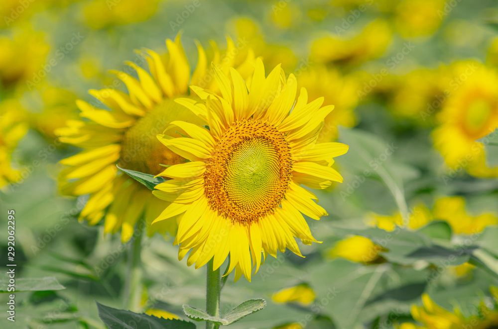 Beautiful sunflower natural background. Sunflower blooming. Close-up of sunflower. Beautiful sunflower natural background. Sunflower blooming. Close-up of sunflower.
