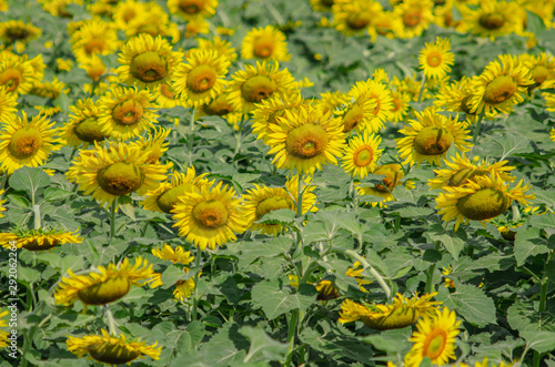 Beautiful  sunflower natural background. Sunflower blooming. Close-up of sunflower.