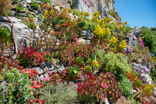 Fototapeta Naklejka Na Ścianę i Meble -  Colourful tender plants growing amongst the rocks in Cornwall