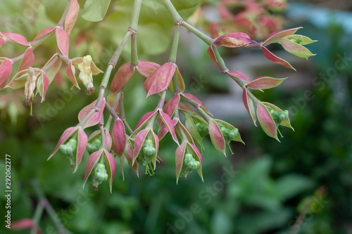 Candelilla, Tall slipper plant or Slipper spurge bloom with sunlight in the garden. photo