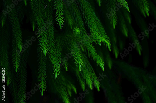 A bush of green pine leaf