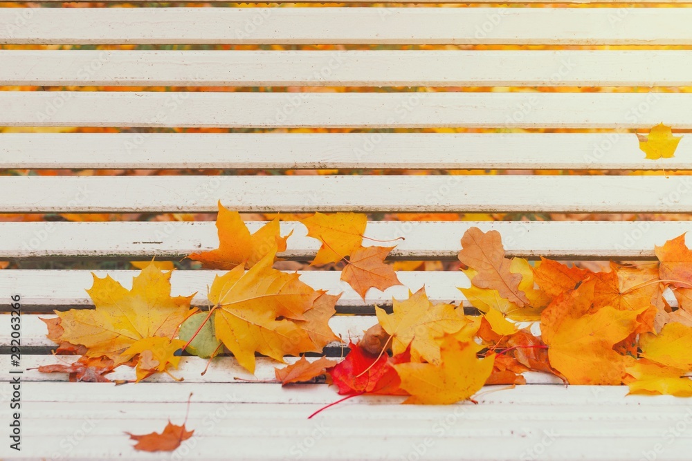 Obraz premium Colorful autumn dry leaves border frame on white painted rustic wooden bench. Empty space for copy, text, lettering. Horizontal postcard template. Fall leaf on old grunge wood deck background