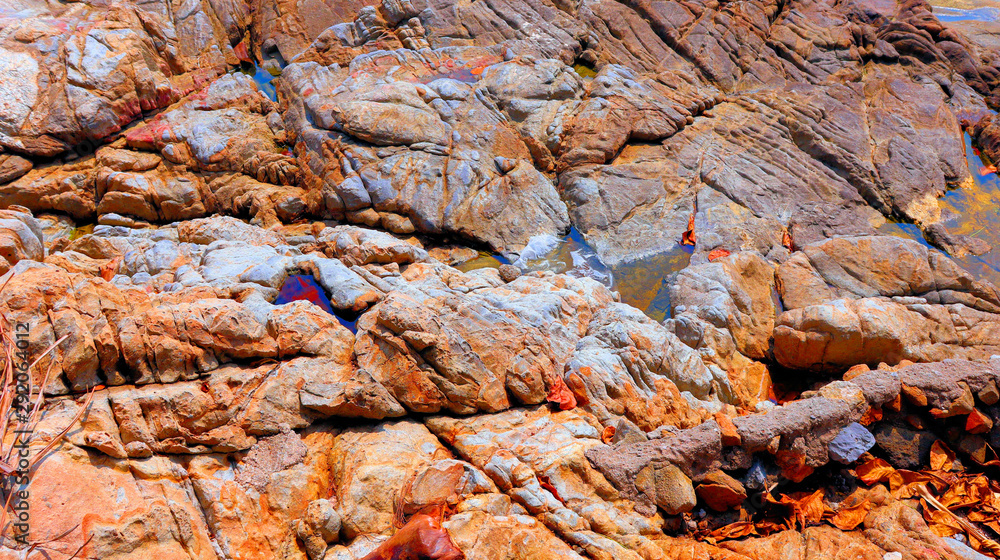 crab on a rock