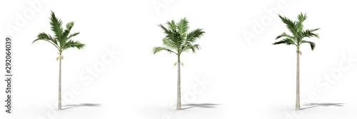Alexander palm on a white background.Isolated trees with clipping path ,Realistic 3D rendering