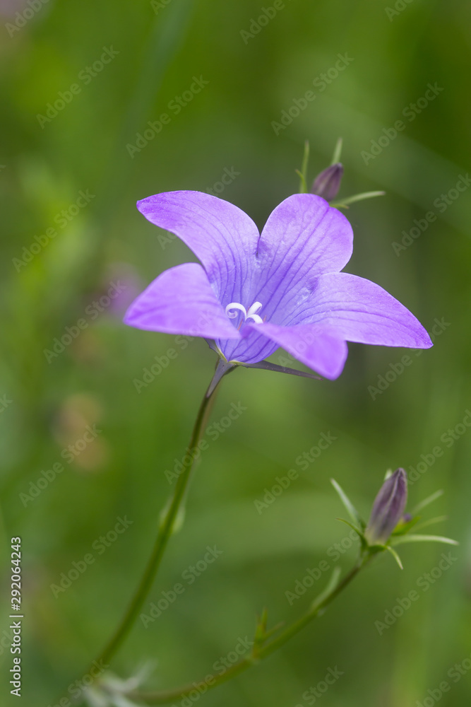 Fototapeta premium artistic portait with bokeh background of a bell flower (campanula) in a mountain meadow