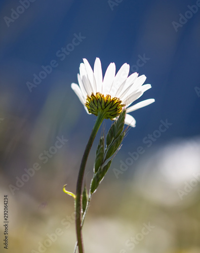 artistic portrait of a daisy blossom with blurred bokeh background on mountain meadow photo