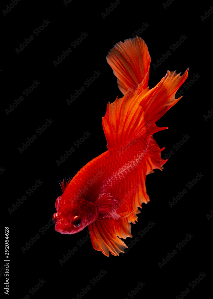 Fototapeta premium Betta fish Fight in the aquarium