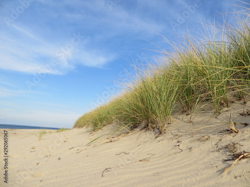 Marram grass on the beach at Cedar Point County Park in East Hampton, Long Island, New York