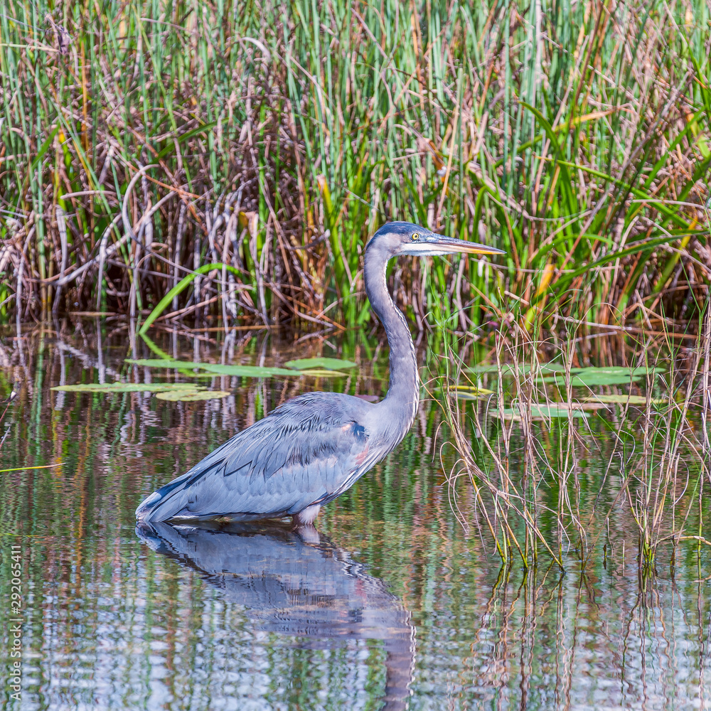 Great Blue Heron and its reflection in Anhinga trail area.Everglades National Park.Florida.USA Great Blue Heron and its reflection in Anhinga trail area.Everglades National Park.Florida.USA