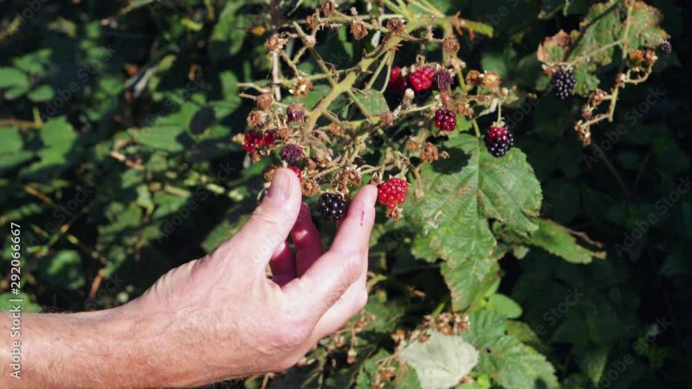 Man plucking ripe blackberry off the plant in the sunshine, static locked off Man plucking ripe blackberry off the plant in the sunshine, static locked off