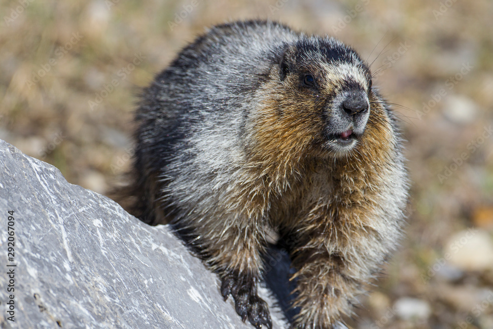 Hoary Marmot in the Canadian Rockies Hoary Marmot in the Canadian Rockies