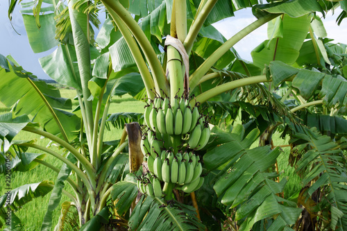 banana tree in the green field over agriculture season