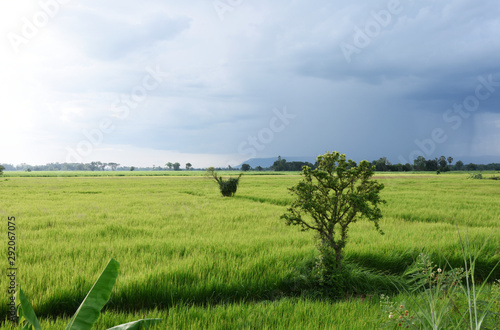 tree in the green field over agriculture season