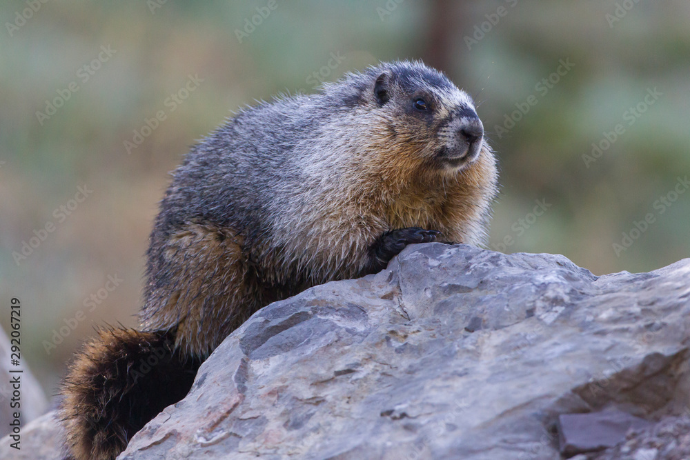 Hoary Marmot in the Canadian Rockies Hoary Marmot in the Canadian Rockies