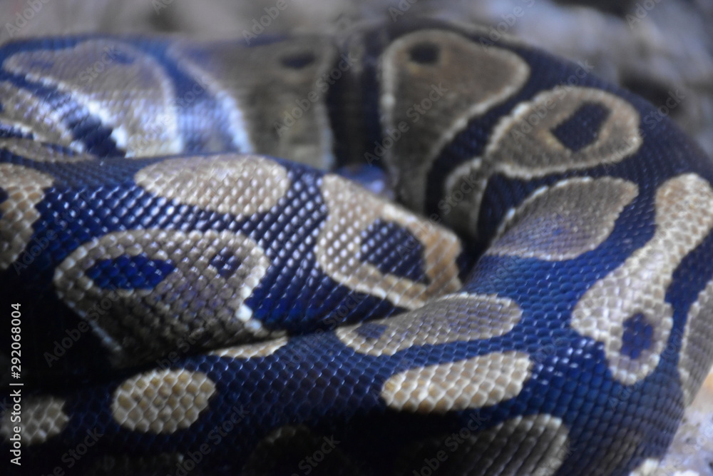 snake on the tree with closeup snakeskin snake on the tree with closeup snakeskin