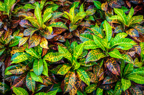 Colorful croton leaves (croton plant) for background, Codiaeum variegatium (L.)