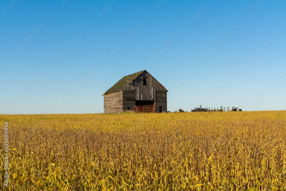 Vintage wooden barn with golden soy bean leaves and beautiful blue skies.  Bureau County, Illinois, USA