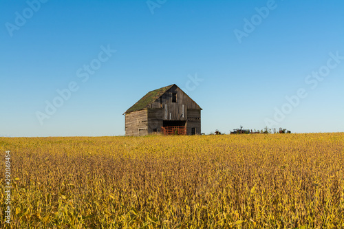 Vintage wooden barn with golden soy bean leaves and beautiful blue skies. Bureau County, Illinois, USA