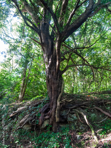 penllergare valley woods beautiful outside scenery in south wales nature Tree Roots