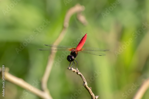 red dragonfly on a branch © Shogun Pe-an Power
