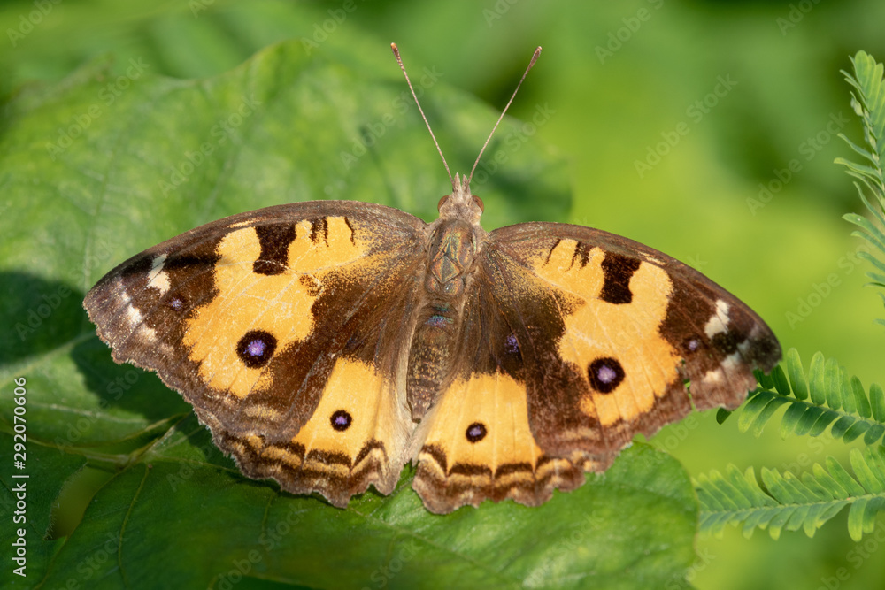 Obraz premium butterfly on a leaf