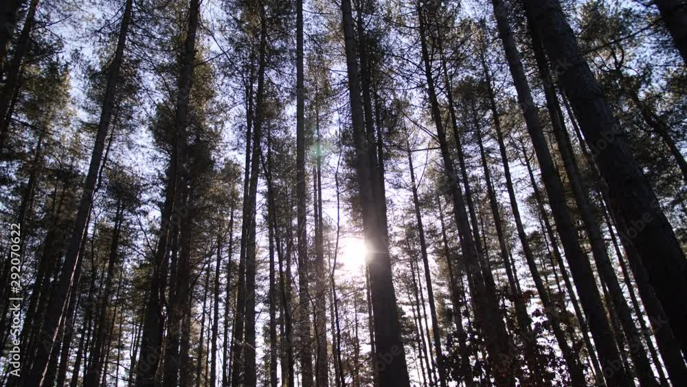 4K Dolly shot slide through Sherwoood Forest, Pine trees, sun glare in the woods light ray 4K Dolly shot slide through Sherwoood Forest, Pine trees, sun glare in the woods light ray