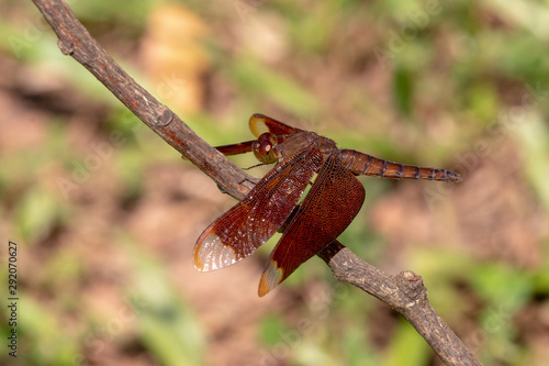 red dragonfly on a branch photo