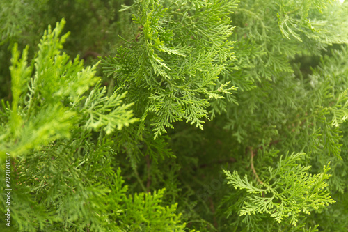 Green thuja branches with needles. Nature Christmas background. Evergreen coniferous tree.