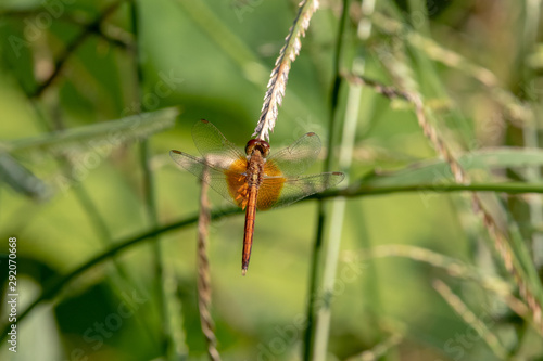 dragonfly on a leaf © Shogun Pe-an Power