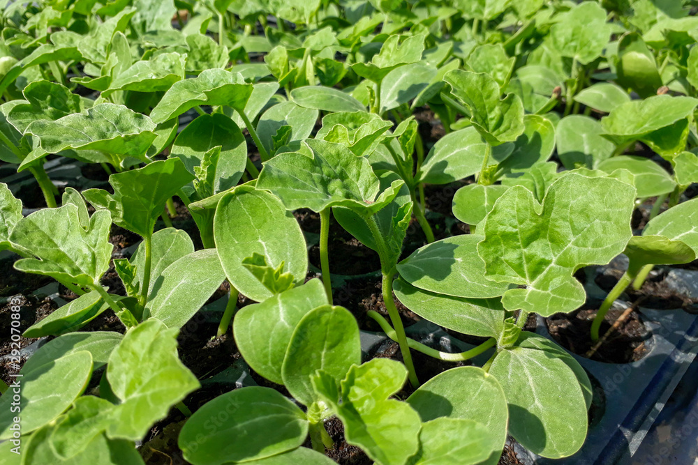 Small watermelon tree growing in garden, farmers use for analysis of the plant. Small watermelon tree growing in garden, farmers use for analysis of the plant.