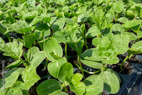 Wallpaper Mural Small watermelon tree growing in garden, farmers use for analysis of the plant. Torontodigital.ca