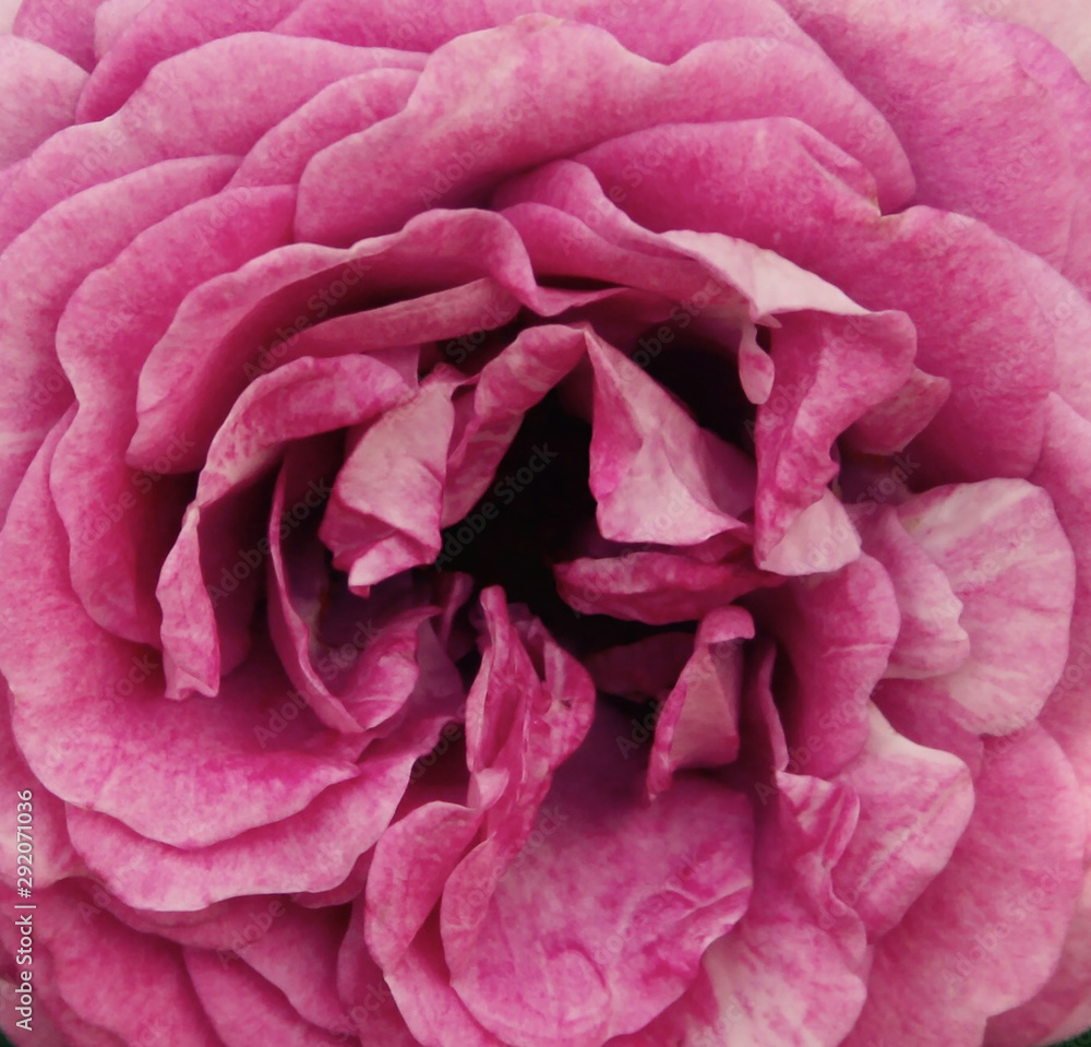 Pink Rose Pink Rose