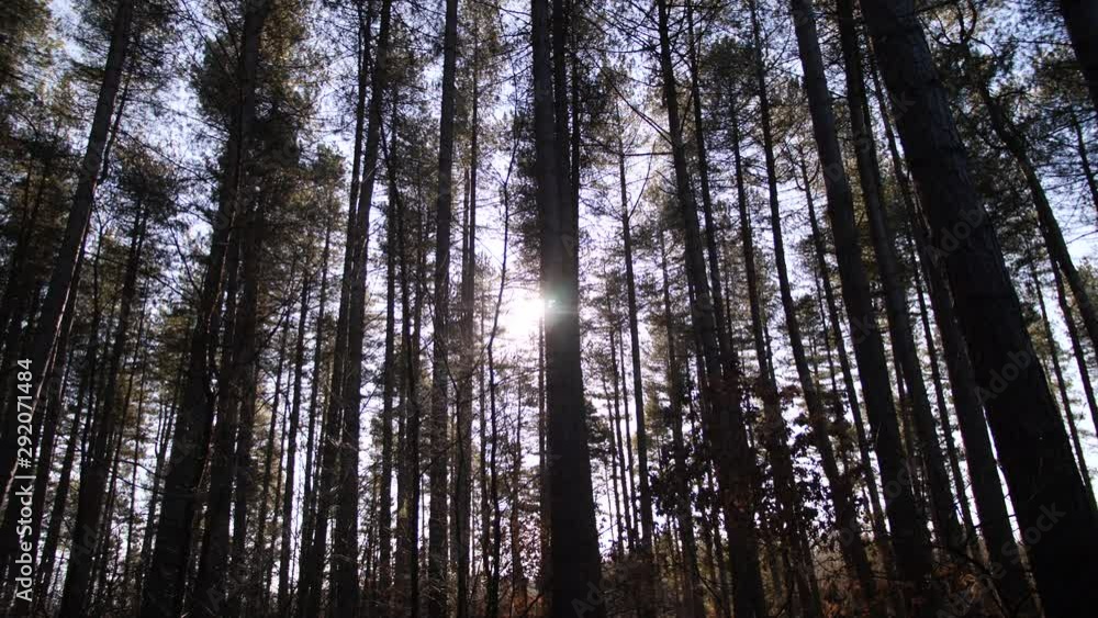 4K Dolly shot slide through Sherwoood Forest, Pine trees, sun glare in the wood light ray 4K Dolly shot slide through Sherwoood Forest, Pine trees, sun glare in the wood light ray