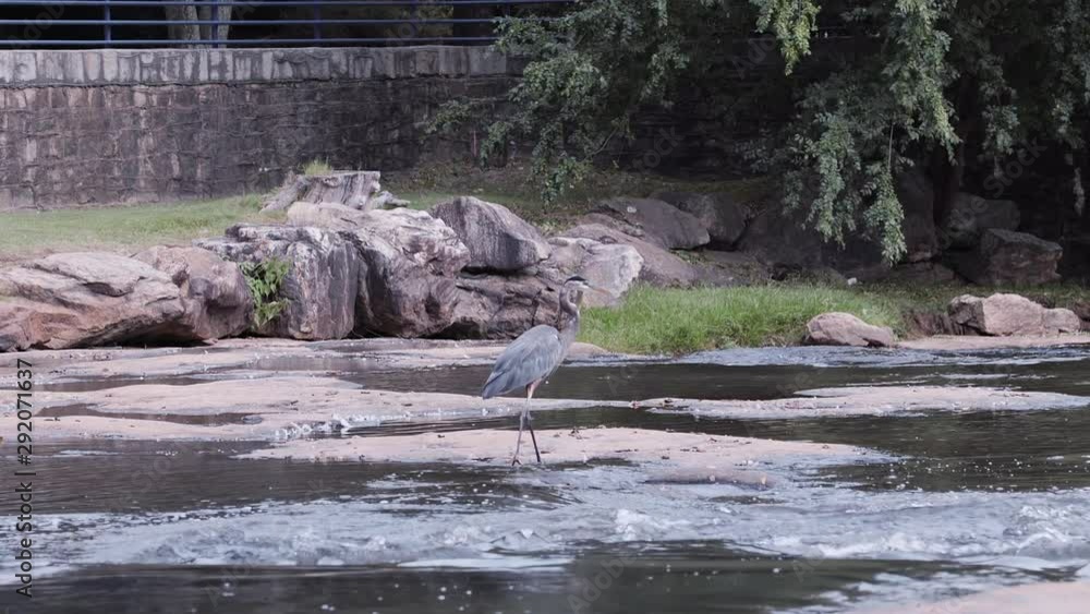 Grey heron walking through a stream in a city park. Medium far. 10 sec/60 fps. Original speed. Clip 1 Grey heron walking through a stream in a city park. Medium far. 10 sec/60 fps. Original speed. Clip 1