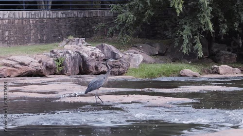 Grey heron walking through a stream in a city park. Medium far. 25 sec/24 fps. 40%l speed. Clip 1 photo